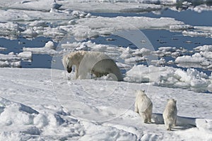 Female Polar bear hunting a ringed seal, Svalbard Archipelago, Norway