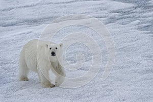 Female Polar bear on pack ice, Svalbard Archipelago, Norway