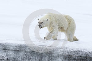 Female polar bear, Svalbard Archipelago, Norway