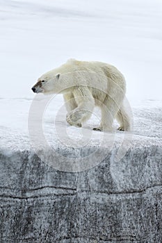 Female polar bear, Svalbard Archipelago, Norway