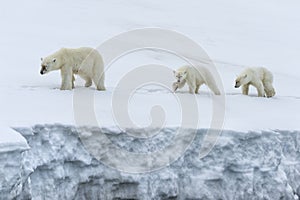 Female polar bear with two yearling cubs walking, Svalbard Archipelago, Norway
