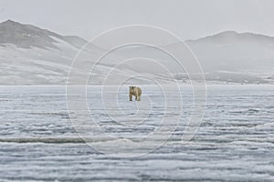 Female polar bear, Svalbard Archipelago, Norway photo