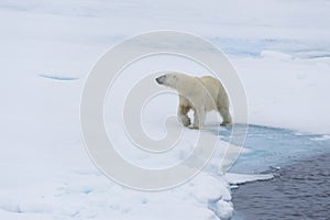 Female Polar Bear walking, Svalbard Archipelago, Norway