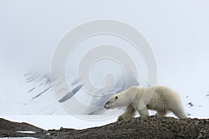 Female polar bear walking, Svalbard Archipelago, Norway