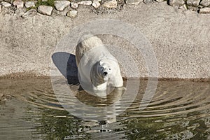 Female polar bear on the zoo. Nature environment