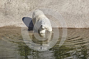 Female polar bear on the zoo. Nature environment