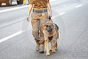 Female police officer with a shepherd service dog walks along the road. service and law enforcement