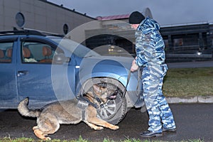 Female police officer with a trained dog sniffs out drugs or bomb in the car. Terrorist attacks prevention. Security. German