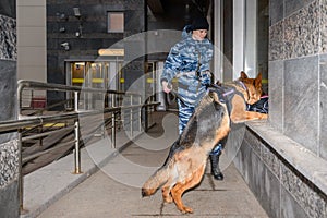 Female police officer with a trained dog sniffs out drugs or bomb in luggage. German shepherd police dog