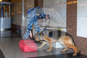 Female police officer with a trained german shepherd dog sniffs out drugs or bomb in luggage. Subway station. Translations for non