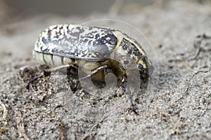 Female Polyphylla fullo sitting in the sand.
