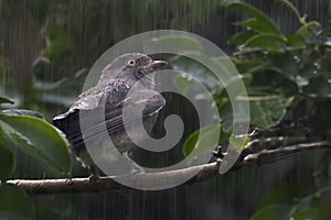 Female Pompadour Cotinga, Xipholena punicea, in rain