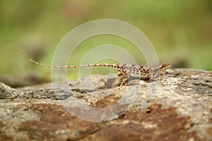Female Pondichery fan-throated lizard, Sitana ponticeriana