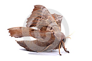 Female of Poplar hawk-moth (Laothoe populi)
