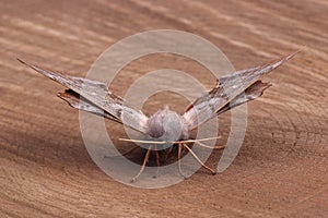 Female of Poplar hawk-moth (Laothoe populi)