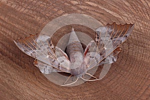 Female of Poplar hawk-moth (Laothoe populi)