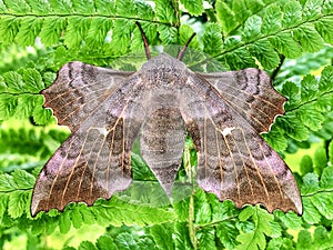 Poplar Hawk Moth Resting