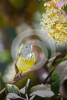 Female Portrait of Green-tailed Sunbird