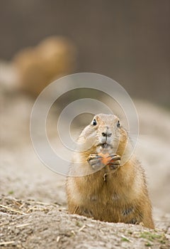 Female prairie dog eating carrot