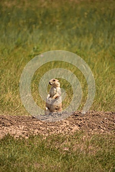 Female Prairie Dog Standing on Haunches Over Hole