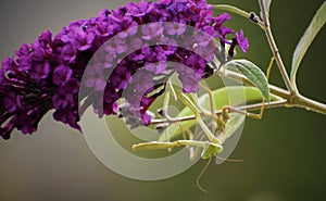 A female Praying Mantis