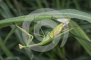 Female praying mantis baking egg sacs on the blade of grass