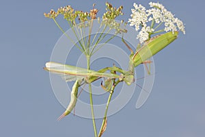 Female of Praying mantis eating male after mating