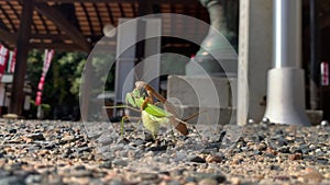 Female Praying Mantis Eating a Male Praying Mantis.