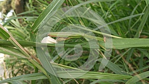 Female praying mantis laying egg sacs on the blade of grass