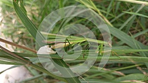 Female praying mantis laying egg sacs on the blade of grass