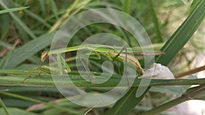 Female praying mantis laying egg sacs on the blade of grass