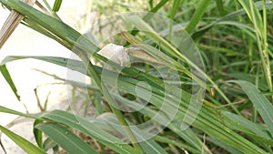 Female praying mantis laying egg sacs on the blade of grass