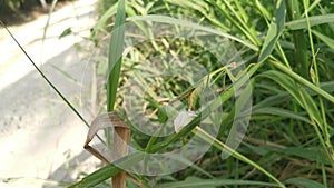 Female praying mantis laying egg sacs on the blade of grass