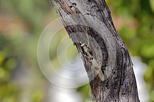 Female praying mantis Mantis religiosa sitting on a tree close-up