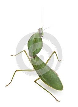 Female Praying Mantis, Rhombodera Basalis