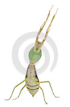 Female Praying Mantis, Rhombodera Basalis