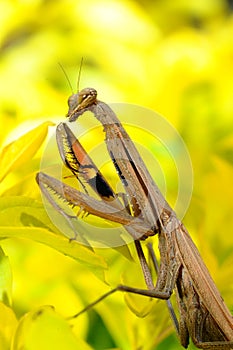 Female Praying Mantis, Rhombodera Basalis, close up macro shot for mantis.