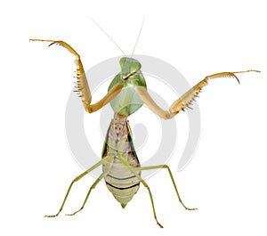 Female Praying Mantis, Rhombodera Basalis, in front of white background