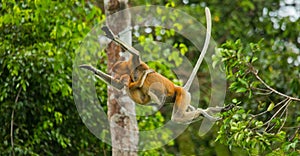 The female proboscis monkey with a baby of jumping from tree to tree in the jungle. Indonesia. The island of Borneo Kalimantan.