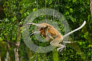 The female proboscis monkey with a baby of jumping from tree to tree in the jungle. Indonesia. The island of Borneo Kalimantan.