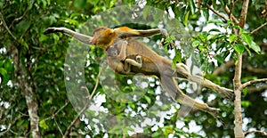 The female proboscis monkey with a baby of jumping from tree to tree in the jungle. Indonesia. The island of Borneo Kalimantan.