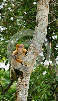 The female proboscis monkey with a baby sits on a tree in the jungle. Indonesia. The island of Borneo Kalimantan.