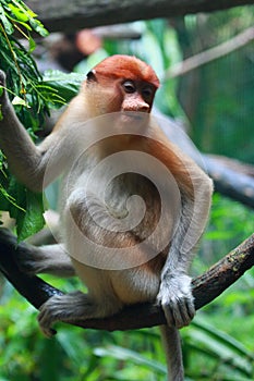 A Female Proboscis Monkey (Bekantan)