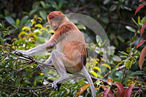 Female proboscis monkey Nasalis larvatus