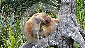 Female Proboscis monkey Nasalis larvatus with a baby sitting on a tree in Labuk Bay, Sabah, Borneo, Malaysia