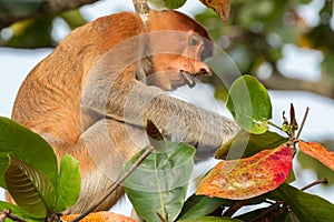 Female Proboscis monkey (Nasalis larvatus) in Bako National Park, Sarawak, Borneo