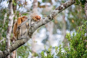 A female proboscis monkey Nasalis larvatus with a cub