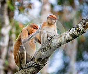 A female proboscis monkey Nasalis larvatus with a cub