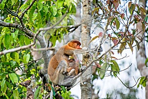 A female proboscis monkey Nasalis larvatus with a cub