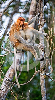 Female proboscis monkey Nasalis larvatus with a cub